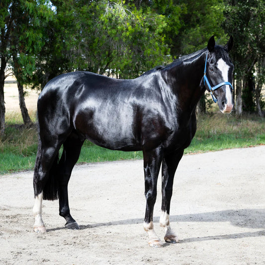 Essential Oil Coat Conditioner - Australian Summer