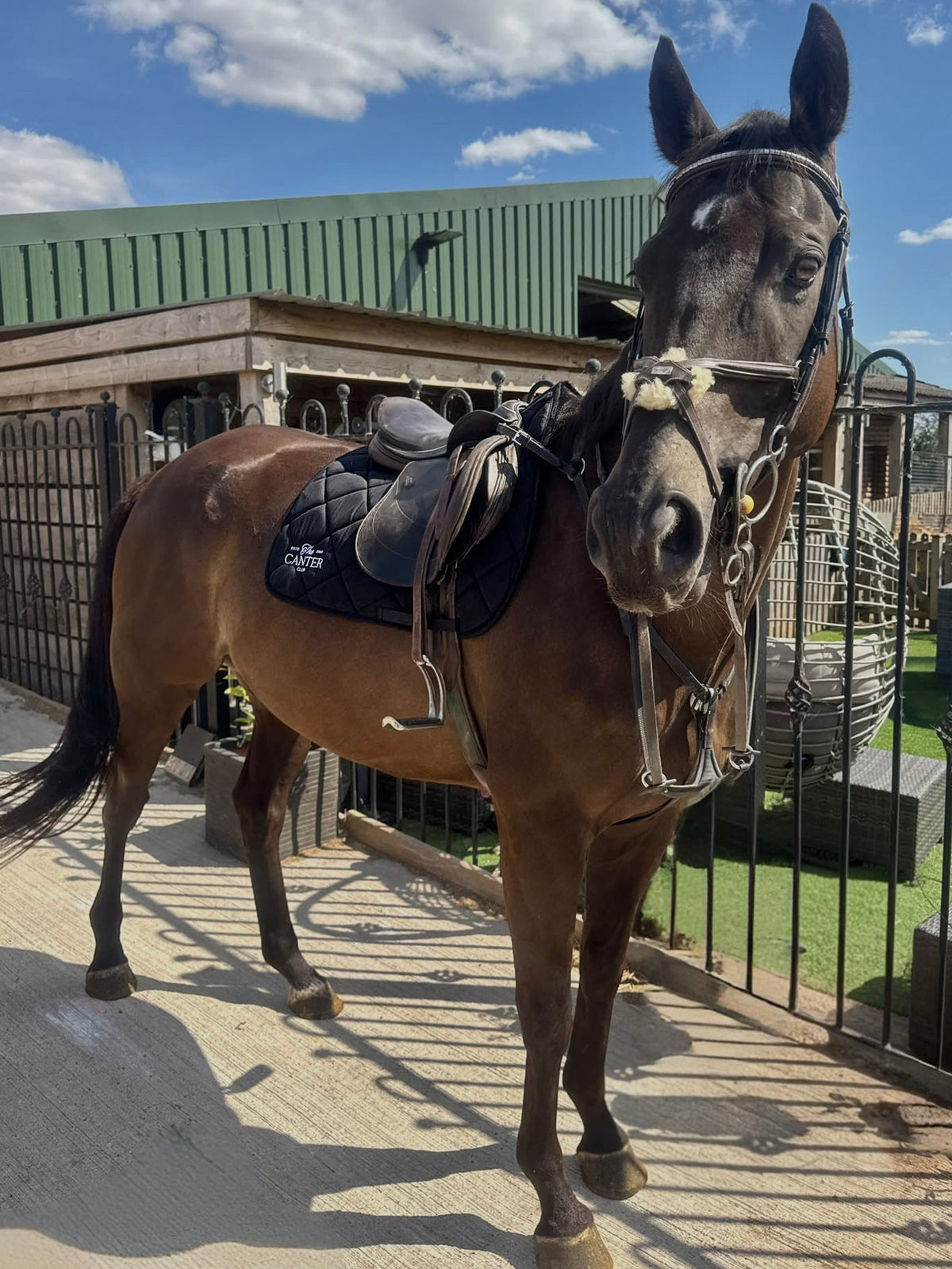 Black Saddlepad | The Canter Club