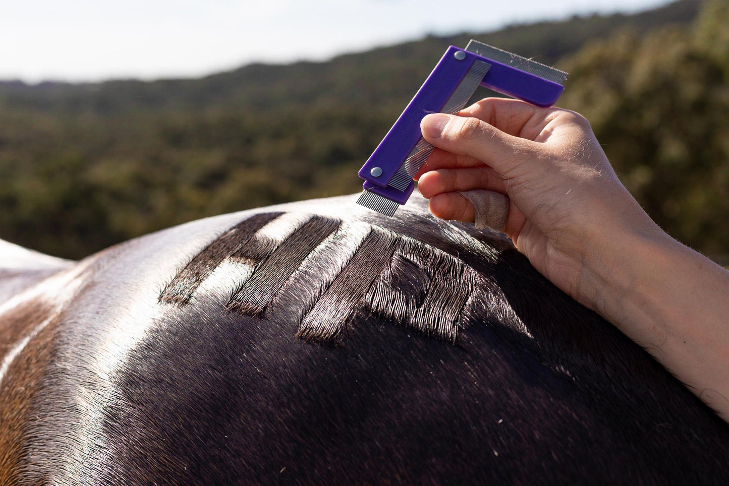 Quarter Mark Horse Comb